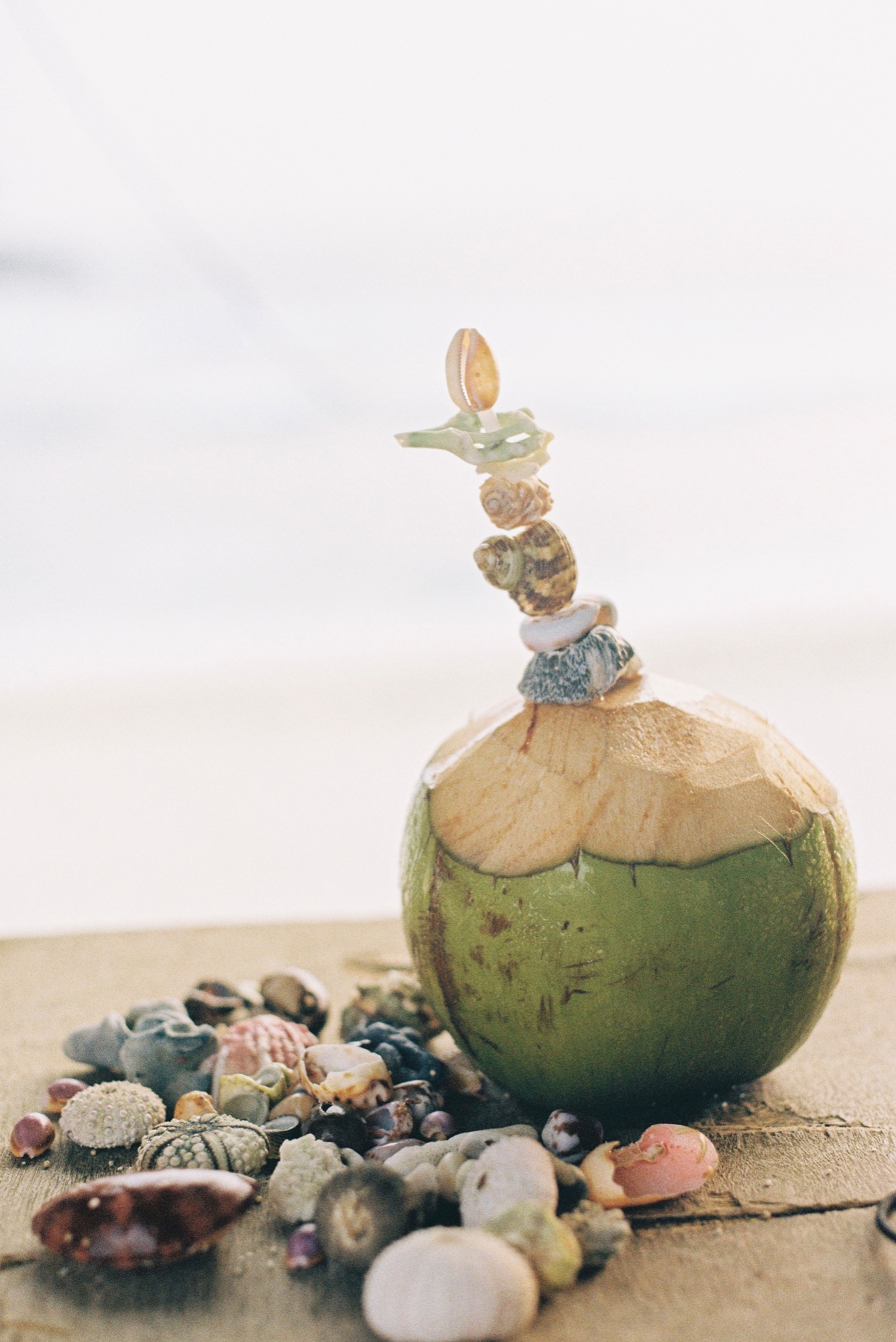 Broken Shell Pieces