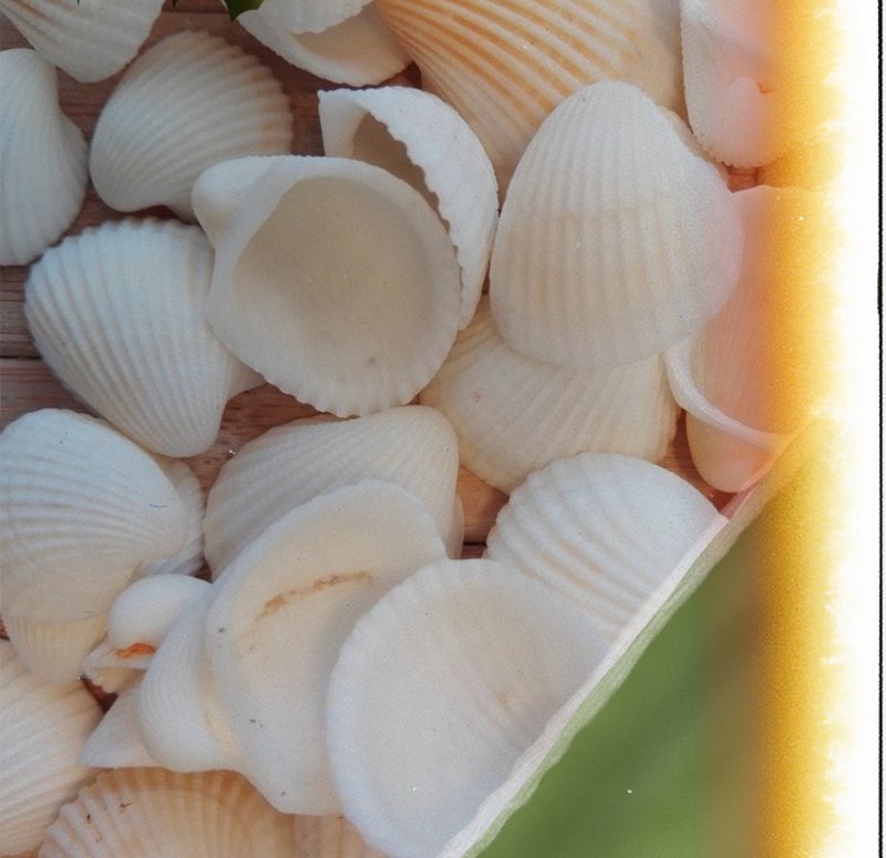 Cockle Shell
